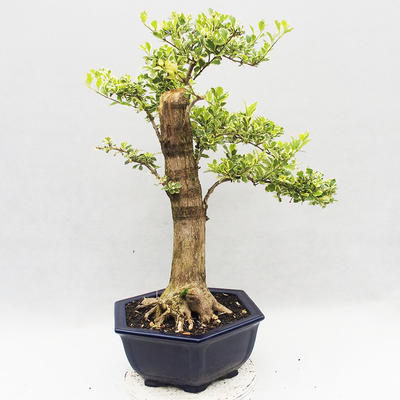 Indoor bonsai - Duranta erecta Variegata - 3