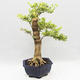 Indoor bonsai - Duranta erecta Variegata - 3/6