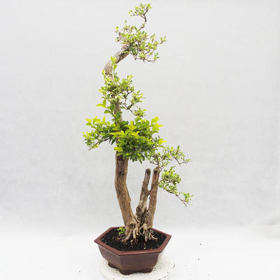 Indoor bonsai - Duranta erecta Variegata - 3