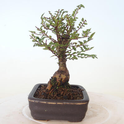Outdoor bonsai - Ulmus parvifolia SAIGEN - Small-leaved elm - 3