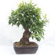 Outdoor bonsai -Malus Halliana - fruited apple - 3/6