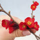 Outdoor bonsai - Chaneomeles sup. Nicoline - quince - 3/5