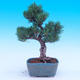 Outdoor bonsai - Small tree bark - Pinus parviflora glauca - 3/7