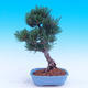 Outdoor bonsai - Small tree bark - Pinus parviflora glauca - 3/7