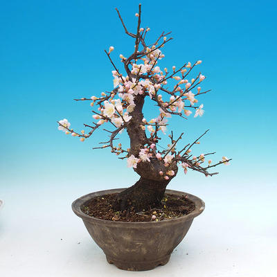 Outdoor bonsai -Japanese Apricot - Prunus mume - 3
