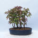 Acer palmatum - Maple - grove - 3/5
