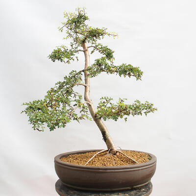 Outdoor bonsai - Hawthorn - Crataegus monogyna - 3