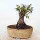 Outdoor bonsai - Ulmus parvifolia SAIGEN - Small-leaved elm - 3/6