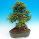 Outdoor bonsai - Maple Buergerianum - Burger Maple - 3/6