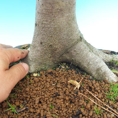 Outdoor bonsai-Fagus sylvatica - 3