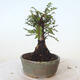 Outdoor bonsai - Ulmus parvifolia SAIGEN - Small-leaved elm - 3/7