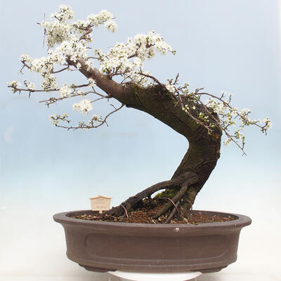 Outdoor bonsai - Prunus spinosa - blackthorn - 3