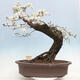 Outdoor bonsai - Prunus spinosa - blackthorn - 3/6
