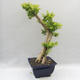 Indoor bonsai - Duranta erecta Aurea - 3/5