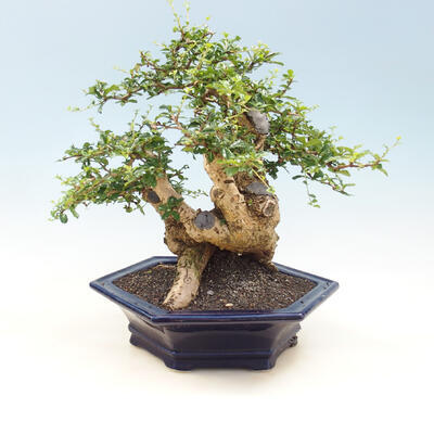 Room bonsai - Carmona macrophylla - tea fuki - 3