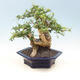 Room bonsai - Carmona macrophylla - tea fuki - 3/6