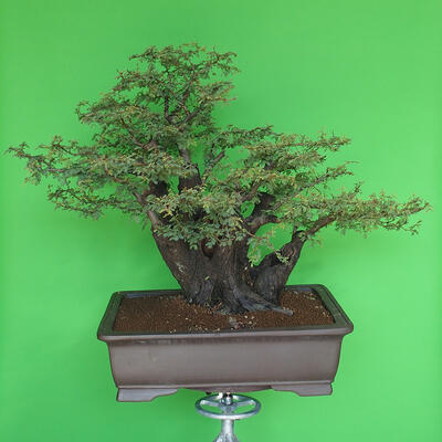 Indoor bonsai - Akacia Arabica - 3