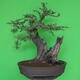 Indoor bonsai - Akacia Arabica - 3/7