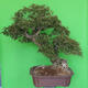 Indoor bonsai - Bouganwilea - 3/6