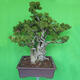 Indoor bonsai - Bouganwilea - 3/6