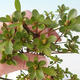 Outdoor bonsai - Rhododendron sp. - Pink azalea - 3/4