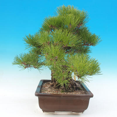 Outdoor bonsai - Pinus thunbergii - Thunberg Pine - 3