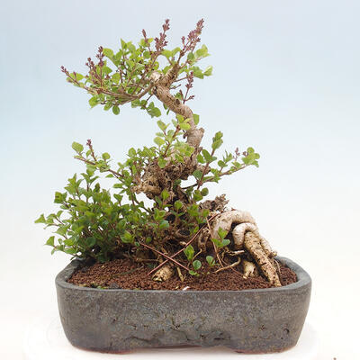 Outdoor bonsai - Syringa Meyeri Palibin - Meyer's Lilac - 3