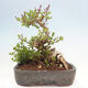 Outdoor bonsai - Syringa Meyeri Palibin - Meyer's Lilac - 3/7