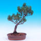 Outdoor bonsai - Small tree bark - Pinus parviflora glauca - 3/6