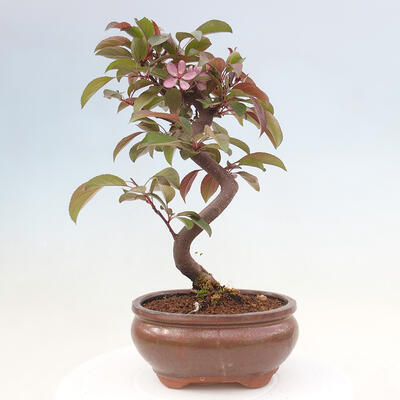 Outdoor bonsai - Malus domestica - Small-fruited red-leaved apple tree - 3