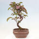 Outdoor bonsai - Malus domestica - Small-fruited red-leaved apple tree - 3/6