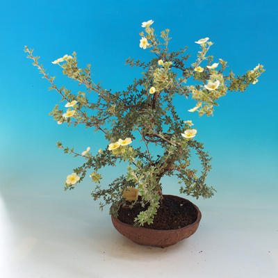 Outdoor Bonsai-Mochna Shrubs - Dasiphora fruticosa Yellow - 3