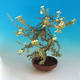 Outdoor Bonsai-Mochna Shrubs - Dasiphora fruticosa Yellow - 3/5