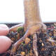 Outdoor bonsai - Acer palm. Atropurpureum-Red palm leaf - 3/6