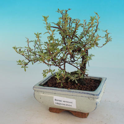 Outdoor Bonsai-Mochna Shrubs - Dasiphora fruticosa Yellow - 3