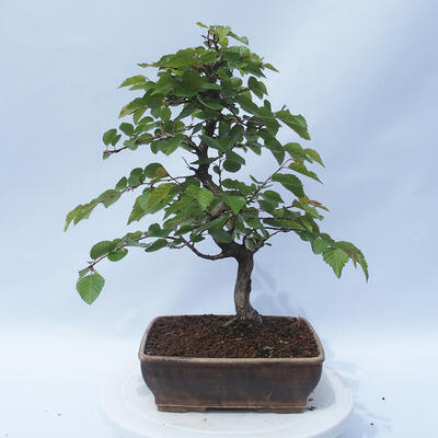 Outdoor bonsai - Carpinus CARPINOIDES - Korean hornbeam - 3