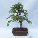 Outdoor bonsai - Carpinus CARPINOIDES - Korean hornbeam - 3/4