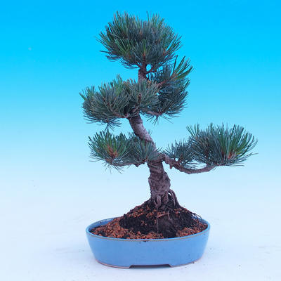 Outdoor bonsai - Small tree bark - Pinus parviflora glauca - 3