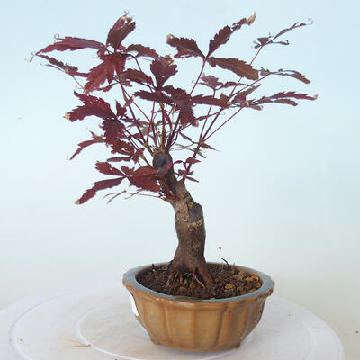 Outdoor bonsai - Acer palm. Atropurpureum-Red palm leaf - 3
