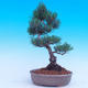 Outdoor bonsai - Small tree bark - Pinus parviflora glauca - 3/6