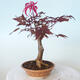 Outdoor bonsai - Acer palm. Atropurpureum-Red palm leaf - 3/5