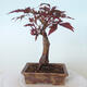 Outdoor bonsai - Acer palm. Atropurpureum-Red palm leaf - 3/5