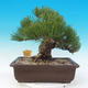 Outdoor bonsai - Pinus thunbergii - Thunberg Pine - 3/5