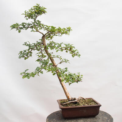 Outdoor bonsai - Hawthorn - Crataegus monogyna - 3