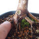 Outdoor bonsai - Maple palmatum DESHOJO - Maple palmate - 3/6