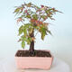 Outdoor bonsai - Maple palmatum sangokaku - Maple palm leaf - 3/5