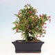 Outdoor bonsai - Malus sargentii - Small-fruited apple tree - 3/6