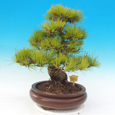 Outdoor bonsai - Pinus densiflora - red pine - 3
