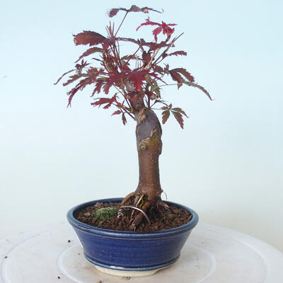 Outdoor bonsai - Acer palm. Atropurpureum-Red palm leaf - 3