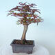 Outdoor bonsai - Maple palmatum DESHOJO - Maple palmate - 3/6